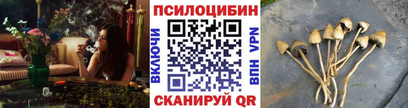 Псилоцибиновые грибы Cubensis Купить где Гай